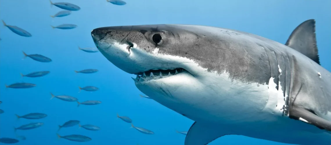 Great-White-Shark-Fish-Underwater-1536x1024